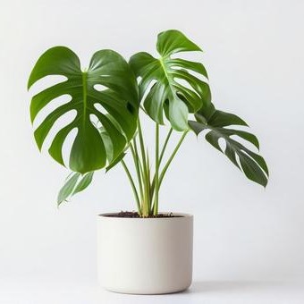 私の好きな観葉植物